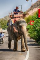 Elefante INDIA-JAIPUR