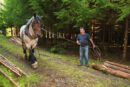 Bélgica Valonia, Traslado de maderos por caballos en bosque de Mirwart