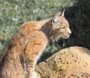 Tras las huellas del lince ibérico en la Sierra de Andújar