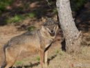 El lobo ibérico se recupera en Zamora