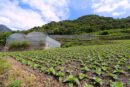 Plantaciones de Tabaco en los dominios de la bodega Casa real