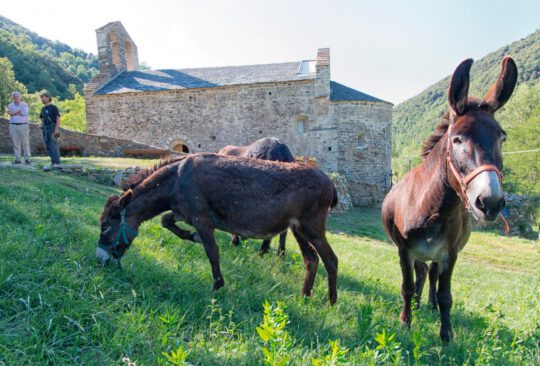 Burros típicos catalanes en Baillestavy