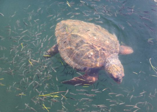 Tortugas en el puerto de Puerto de Argostoli