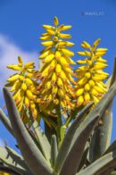 Gran Canaria - Jardín Botánico