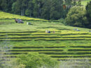 Plantación de té en las laderas de Gorreana