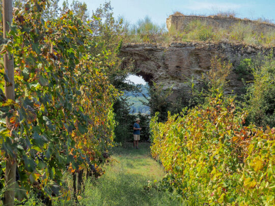 Viñedo histórico de Mirabello Lago del Averno