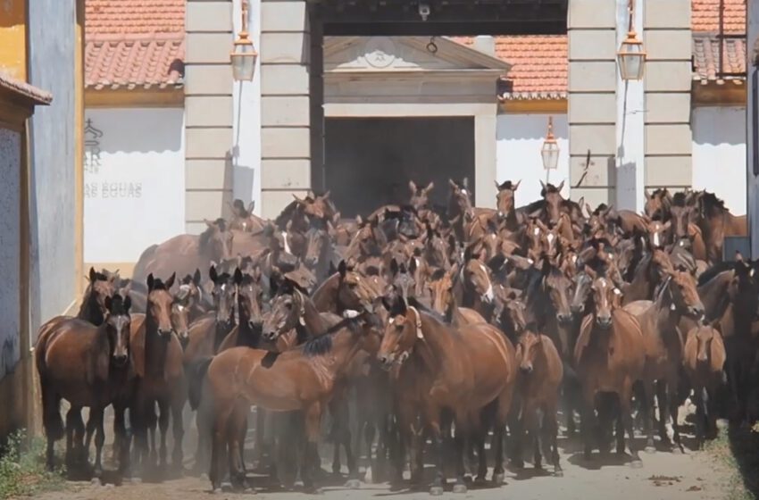  Recorriendo el Alentejo y la Yeguada Coudelaria de Alter